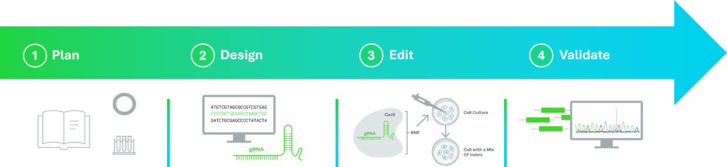 Four stages of a CRISPR experiment are planning, design, editing, and analysis.