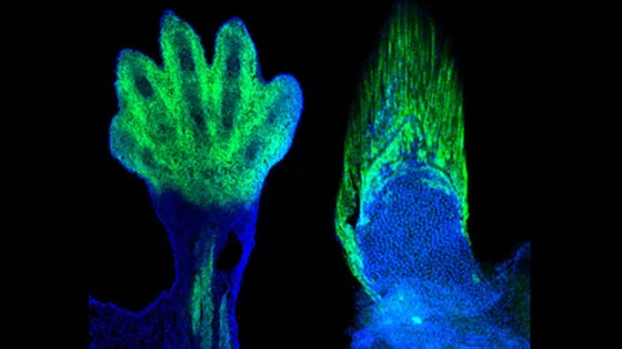 CRISPR and Evolution: New Discovery Demonstrates Evolutionary Link Between Digits and Fins