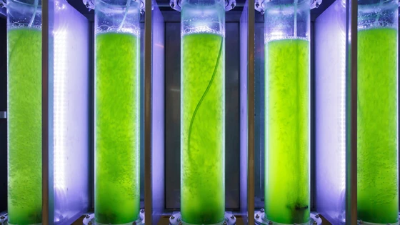 CRISPR: A Solution to the Global Energy Crisis?