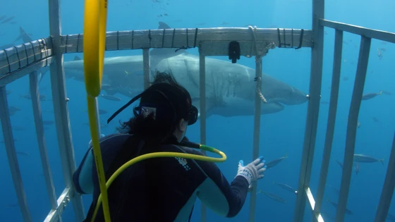 Shark Week Special: Shark Expert Discusses Genomics, Conservation, and More