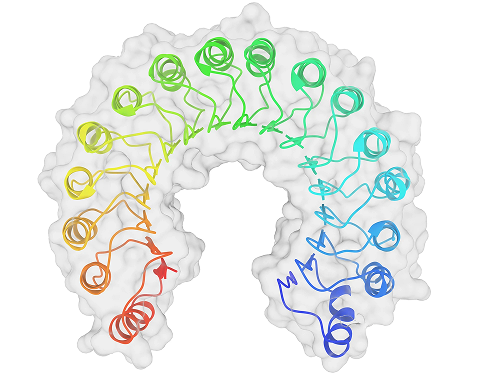 What is RNase inhibitor?