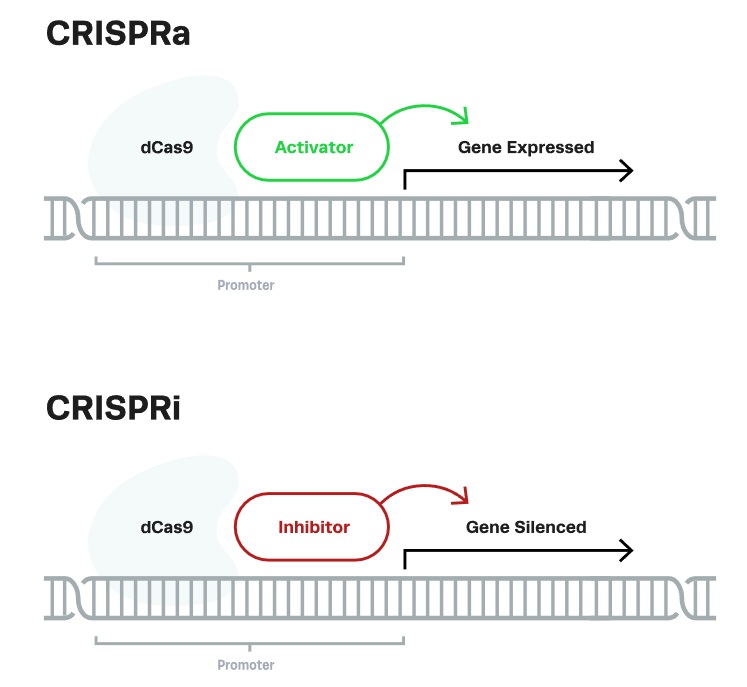 crispra-vs-crispri.svg