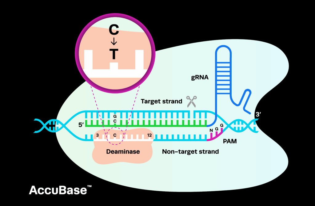 AccuBase: An In-Depth Exploration of Cas-Embedded Base Editors