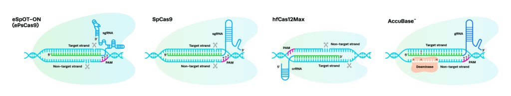 nuclease comparison schematic