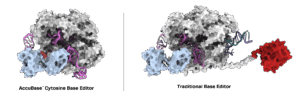 Portrayal of AccuBase cytosine base editor (left) versus a traditional base editor (right).