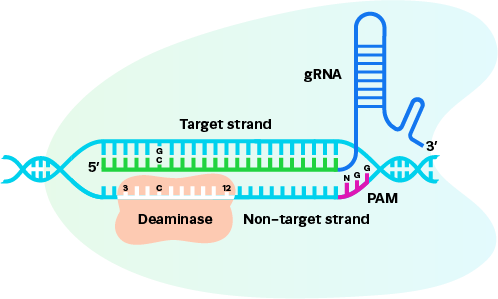 AccuBase illustrative schematic