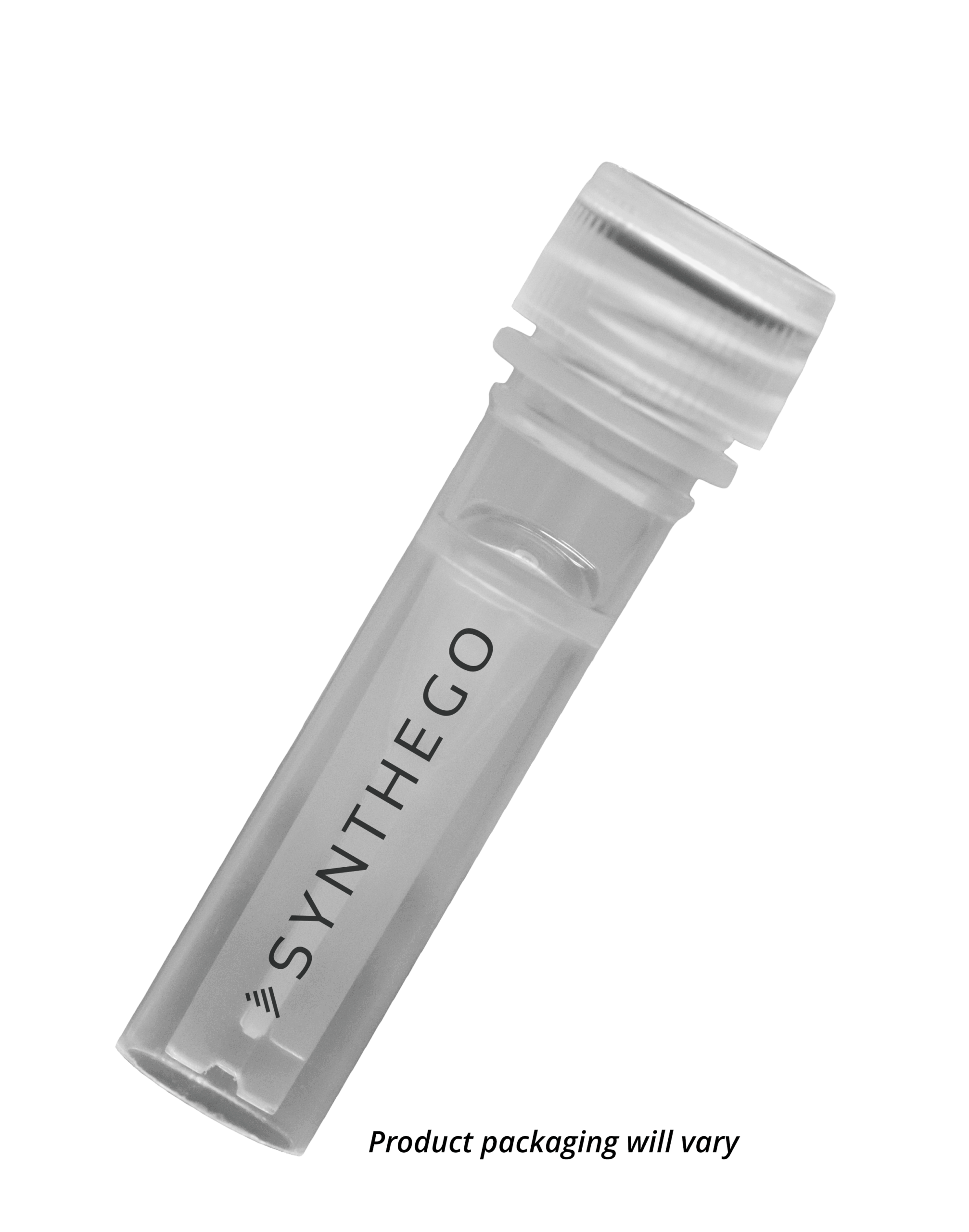 Taq DNA Polymerase Antibody
