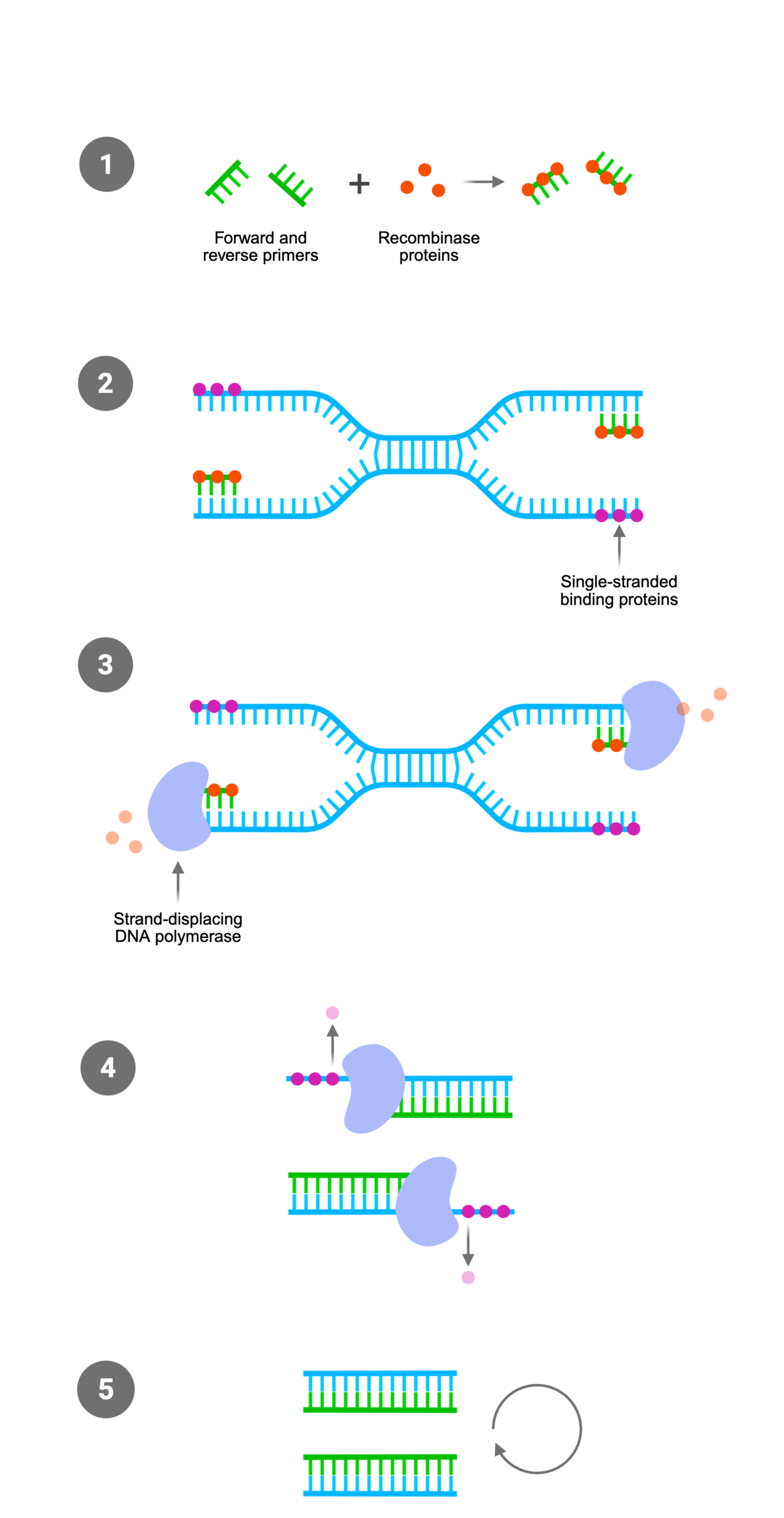 RPA: The Integrated Steps