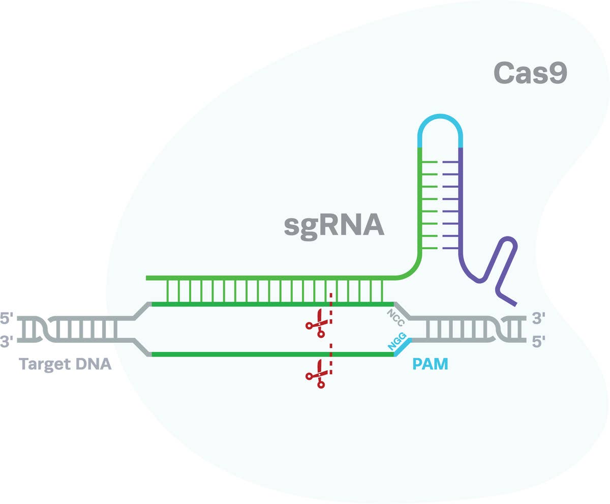 cas9-diagram.png
