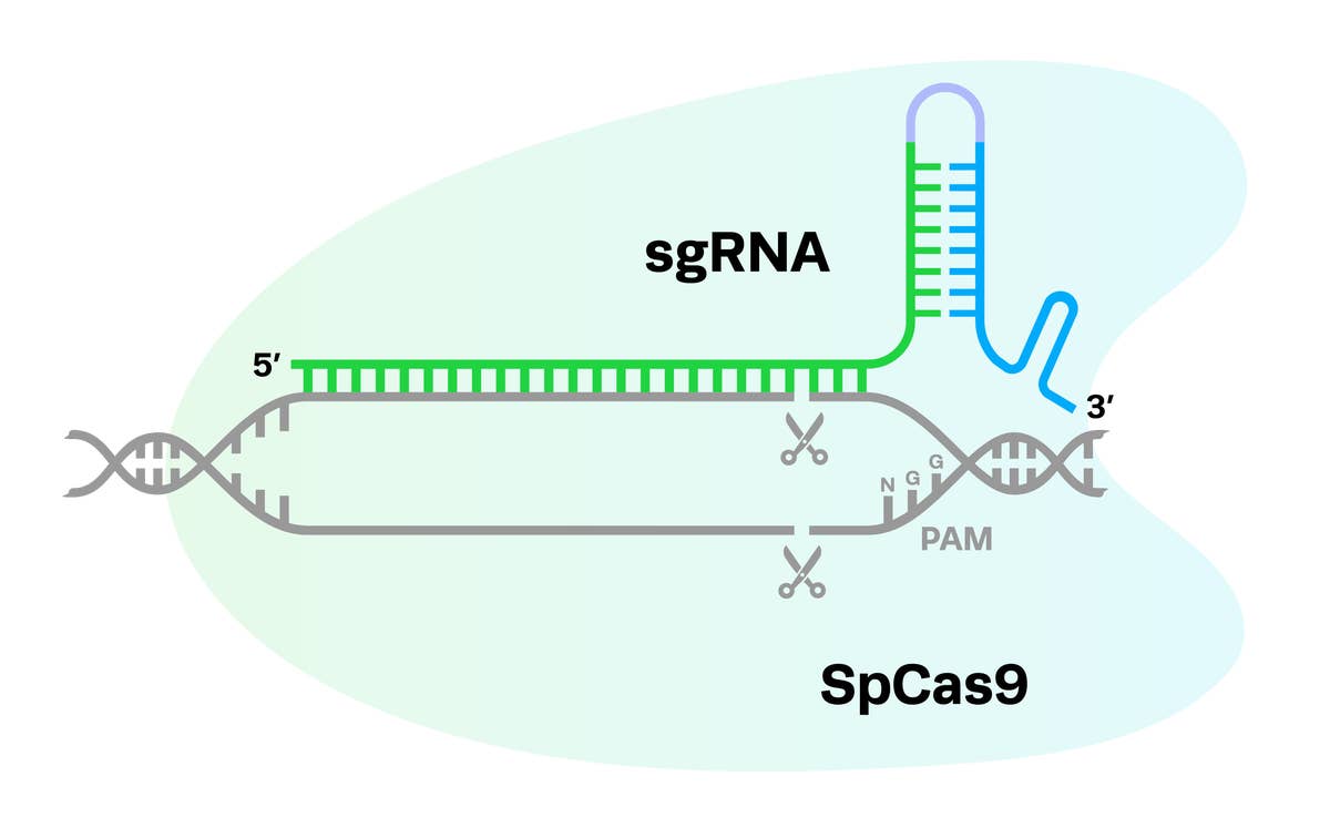 gRNa Chem Mod SpCas9 without base chemical structure